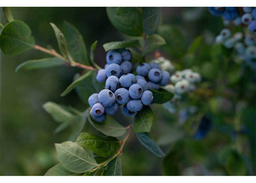 Grower expects strong Pacific Northwest blueberry season starting in July The Packer